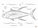 40  Tuna Coloring Pages Free Printable PDF & Online sketch template