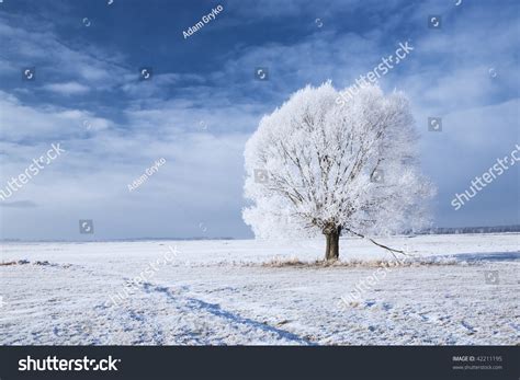 Single Tree In Frost And Landscape In Snow Against Blue Sky. Winter ...