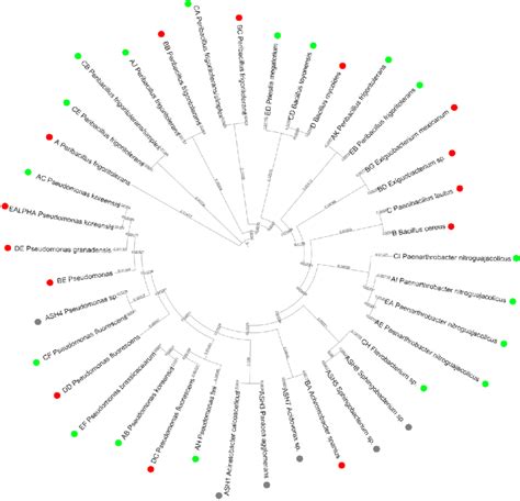 Population analysis. The circular phylogenetic tree shows the proximity ...