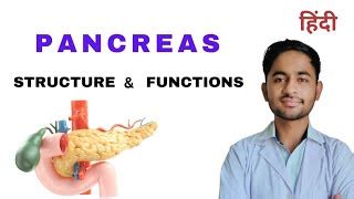 Pancreas - Structure Function and Hormones | Anatomy a... | Doovi