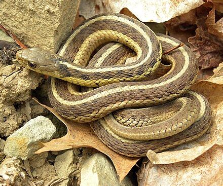 Common garter snake - Wikipedia