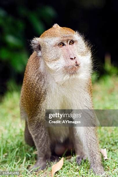 71 Cynomolgus Monkey Stock Photos, High-Res Pictures, and Images - Getty Images