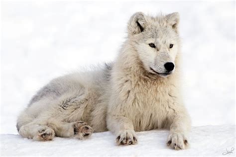 What Do Arctic Wolves Eat? - ArcticLook