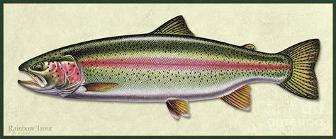 Pin by dean dashner on Fly fishing in 2021 | Trout painting, Rainbow trout, Trout art