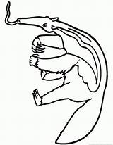 Anteater Coloring Pages  Part 3 sketch template