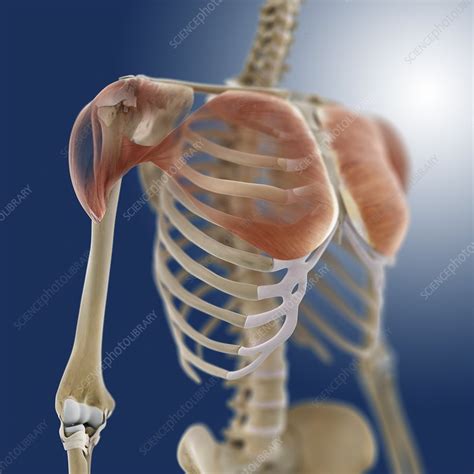 Shoulder muscles, artwork - Stock Image - C013/4506 - Science Photo Library