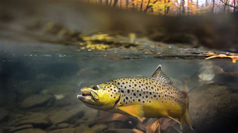 Trout Fishing Wallpaper (45+ images)