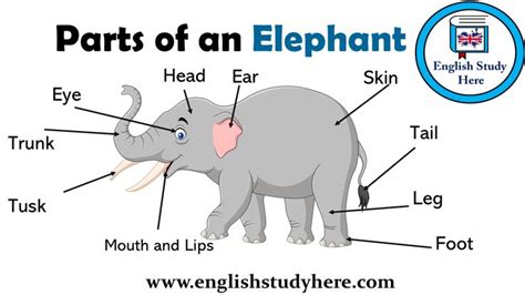 Parts of an Elephant Vocabulary - English Study Here | English study ...