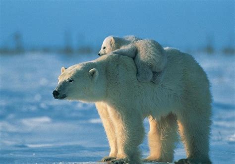 Polar Bear Wallpapers - Top Free Polar Bear Backgrounds - WallpaperAccess