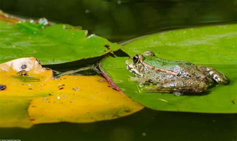 Garden frogs – Anne Floa