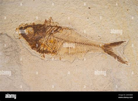 Freshwater fossil fish, Dyplomystus sp., Clupeiformes, Ellimmichthyidae, Wyoming, Usa, Eocene ...