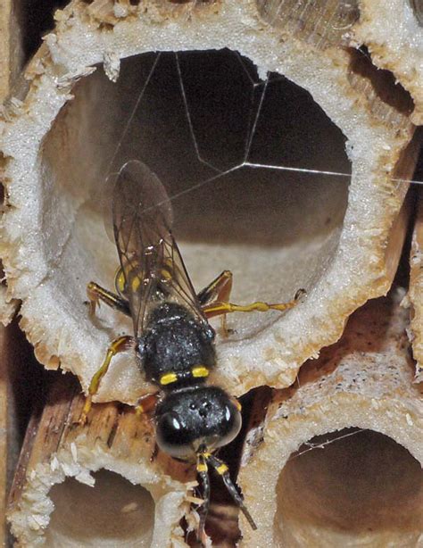 CABINET OF CURIOSITIES: Digger wasp ...