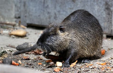 Big mouse | Budapest Zoo | Tóth Imre | Flickr