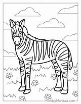 Zebra Coloring Pages sketch template
