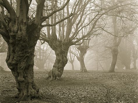 10 Haunted Forests Around the World - Photos - Condé Nast Traveler