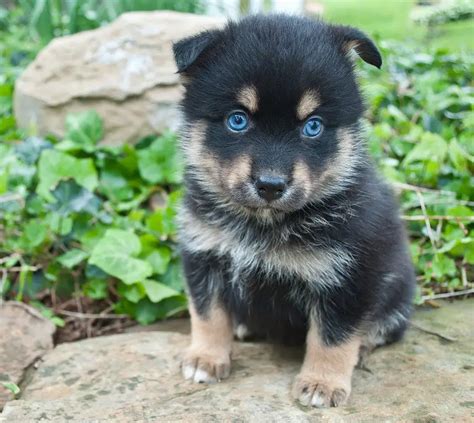 Pomsky dogs - the Pomeranian Husky mix | Small Fluffy Dog Breeds