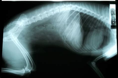 The Days of Johann, an agility dog!: Black and White Sunday: X-Ray!