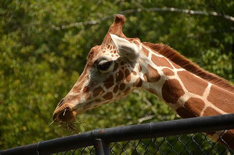 Erie Zoo in Erie, Pennsylvania | Family Fun Pennsylvania