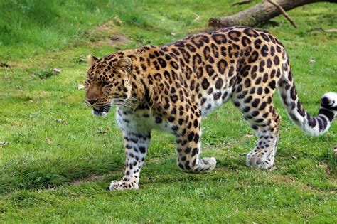 7 Fakta Macan Tutul Amur, Kucing Besar Terlangka di Dunia