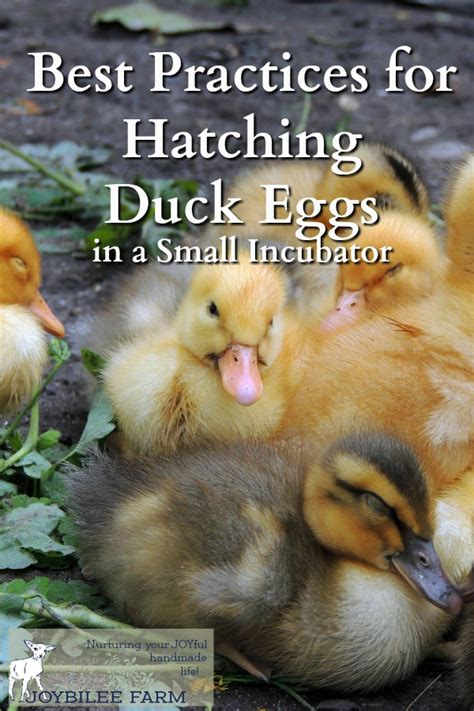 Best Practices for Hatching Duck Eggs in a Small Incubator