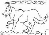 Printable Coyote Coloring Pages For Kids  Cool2bKids sketch template