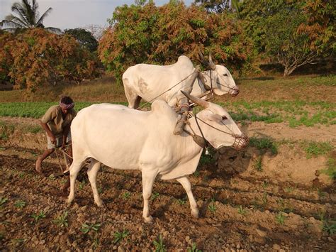 Free photo: Ox-Plough, Bullocks, Farmer - Free Image on Pixabay - 253417