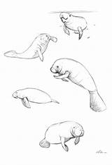 Cute Manatee Coloring Page Pages sketch template