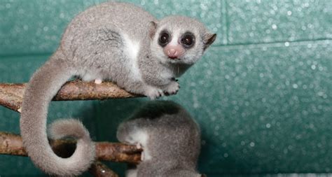 Fat-tailed Dwarf Lemur Facts - Primates Park