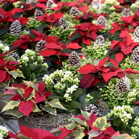 Tips for Making Your Poinsettia Shine - National Garden Bureau