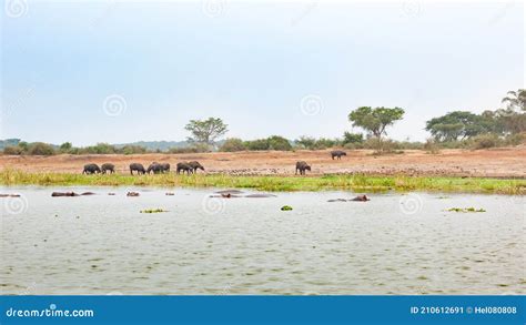 Wildlife at Lake Edward with Lots of Hippos in Water and Grazing ...