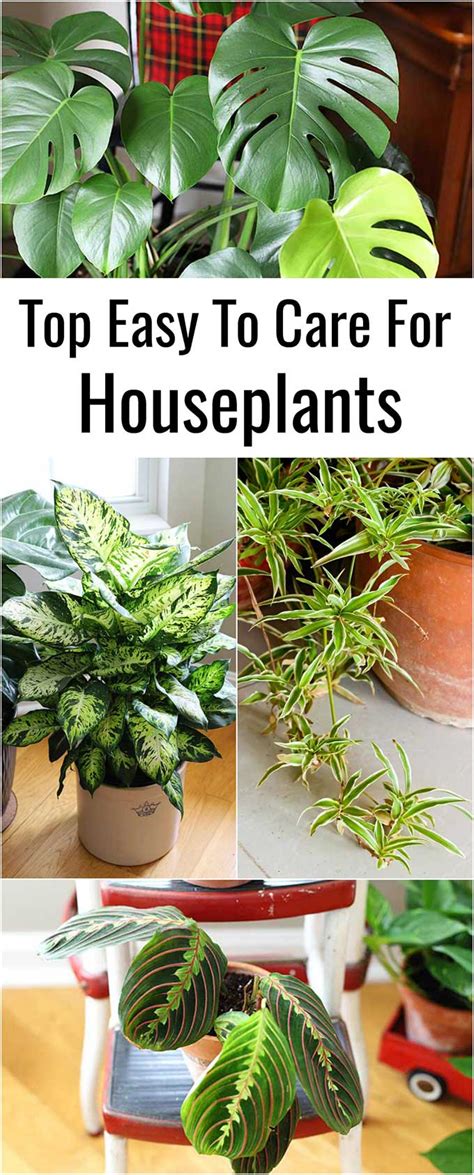 9 Easy To Care For Houseplants - House of Hawthornes