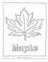 Maple Leaf Coloring Page Our Collecting With  sketch template