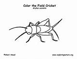 Cricket Insect Coloring Page sketch template