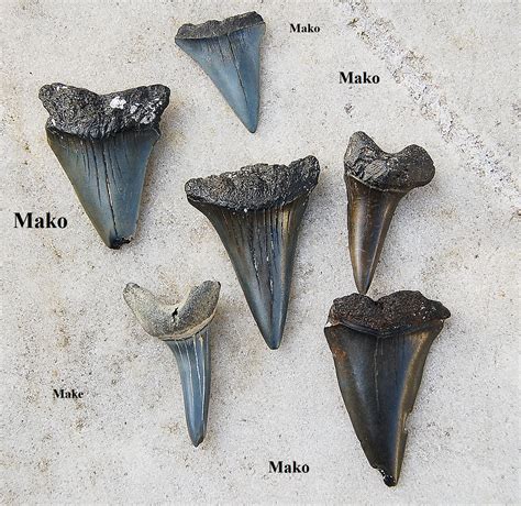 Rocks & Geodes Home & Living Home Décor Fossilized Mako Tooth 2.46 ...