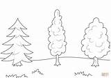 Trees coloring Page  Free Printable Coloring Pages sketch template