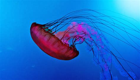 Despite simple brains, jellyfish are smarter than we thought - Futurity