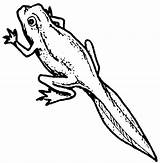 Tadpole Coloring Pages sketch template