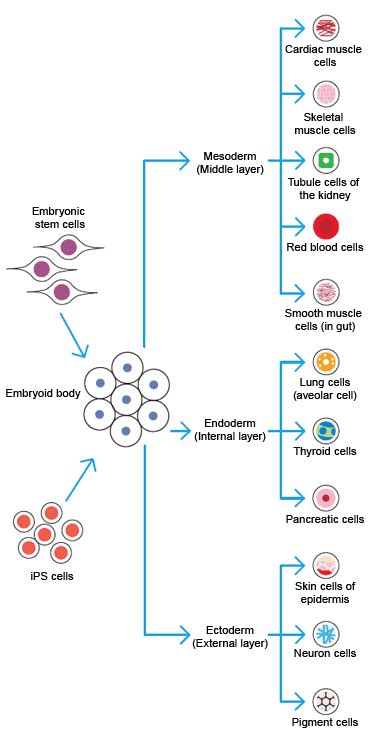 Differentiation of Stem Cells | Bio-Rad