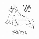 Walrus Coloring Pages sketch template