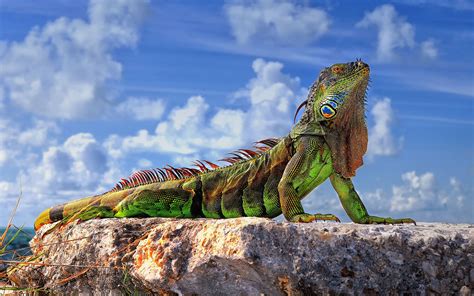 🔥 [40+] Green Iguana Wallpapers | WallpaperSafari