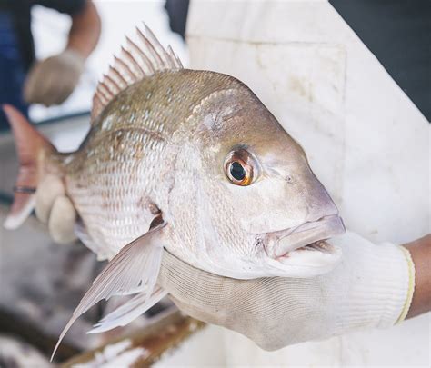 New Zealand's must-eat seafood | New Zealand