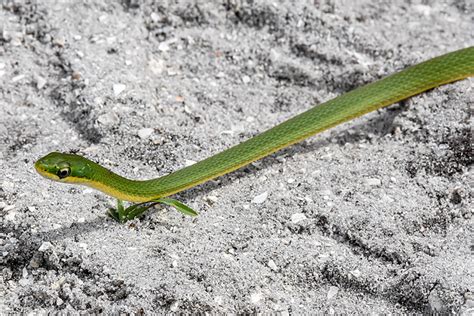 Rough Greensnake – Florida Snake ID Guide