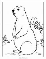 Groundhog Day Coloring Pages For Kids Free Printable  Craft Room sketch template