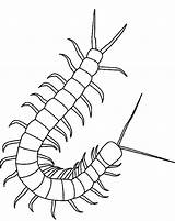 Millipede Coloring Page  Little Cartoon To Be Colored sketch template