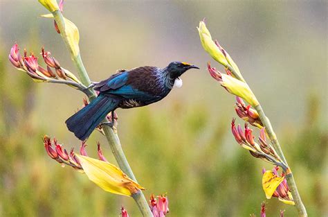 The Chatham Islands | Wildlife Worldwide