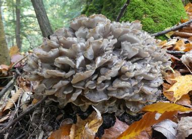 Hen Of The Woods Identification: Pictures, Habitat, Season & Spore ...