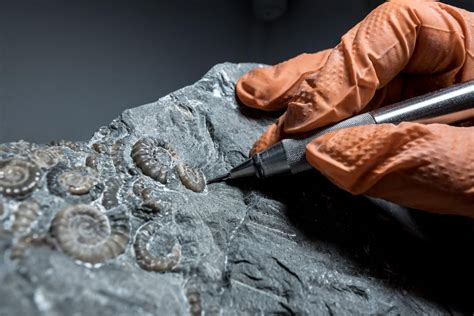 Why the Jurassic Coast Is One of the Best Fossil-Collecting Sites on Earth | Travel ...