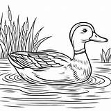 Printable Mallard Duck coloring Page  Download Print Or Color Online sketch template