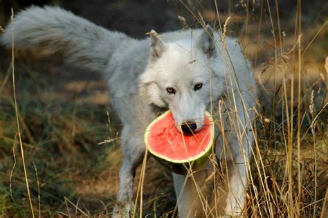 Wolves with Watermelons