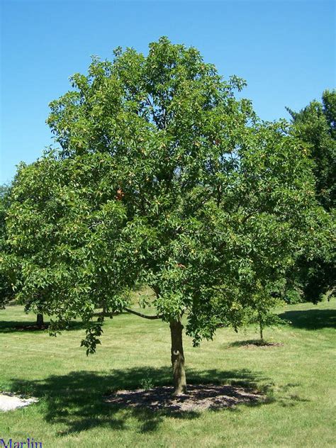 AmyluvsTrees: Foliage Friday - Ohio Buckeye